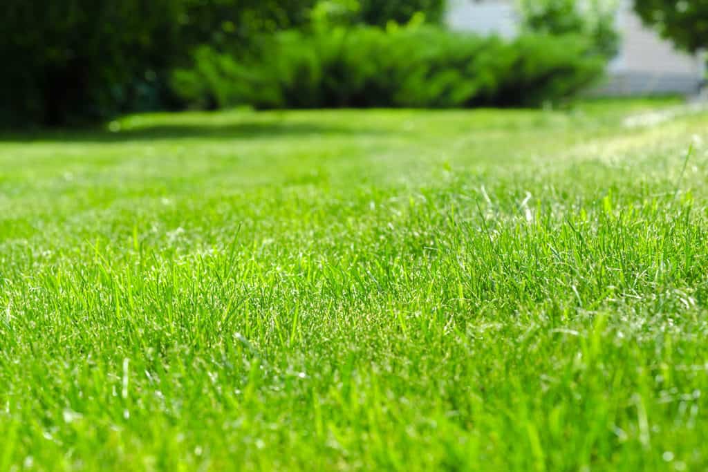 Lawn Care Services - Dedham MA